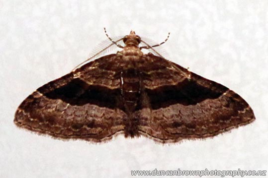 Epyaxa lucidata (male), a moth of the Geometridae family, and native to New Zealand photograph