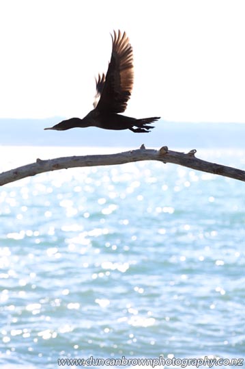 A shag, a stick and a silhouette at the seaside, Hardinge Rd, Napier photograph