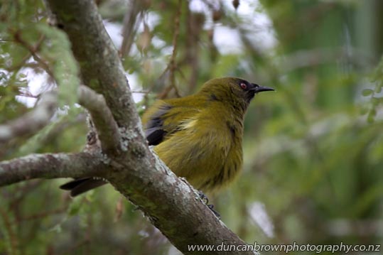 Bellbird at Pukeora Estate, Waipukurau photograph