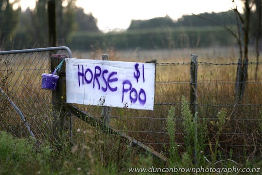 Purple pony poo in Pakipaki, you won't see this in the cities!