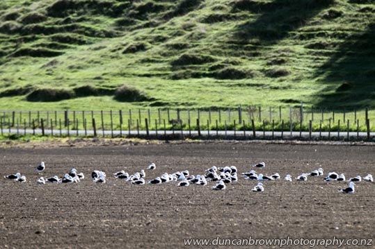 Sea gulls, 22km from the coast as the crow flies photograph