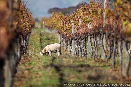Sheep in vines in Maraekakaho photograph