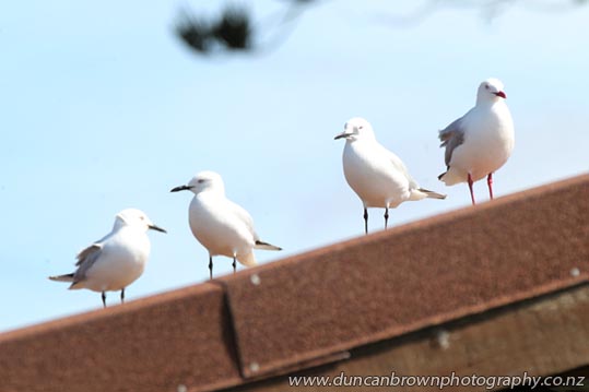 Seagulls looking for lunch in Ahuriri, Napier photograph