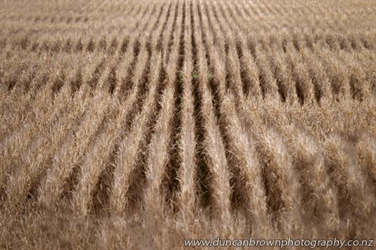 Amaizing crop lines photograph