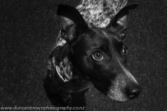 I can do cute, a blue heeler fox terrier cross dog photograph