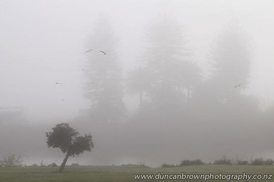 Fog over the Wairoa River photograph