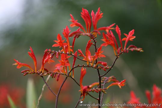 Flaming red flowers photograph