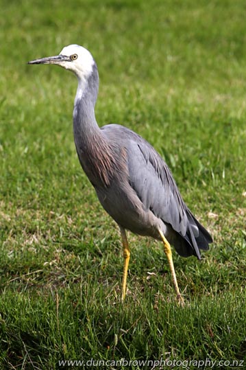 White-faced heron in Napier photograph