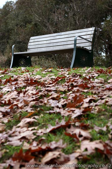 Autumn reverie, in Havelock North photograph