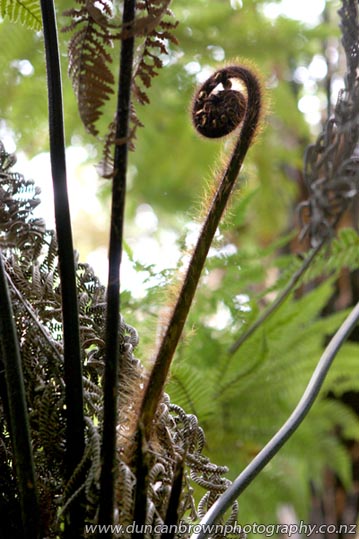 A ponga (silver fern), the inspiration for the Maori koru (loop) photograph
