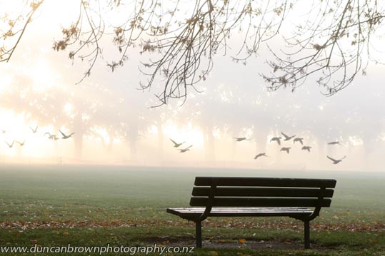 Ducks at dawn photograph