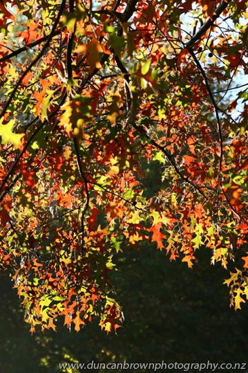 Autumn beauty photograph