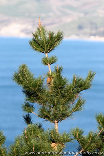 Pine tree with a view photograph