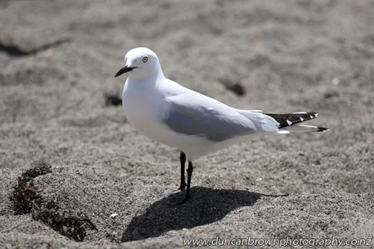The black-billed gull (Chroicocephalus bulleri), which is found only in New Zealand. photograph