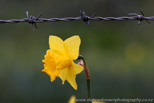 Don't forget, Daffodil Day next Friday 28 August photograph