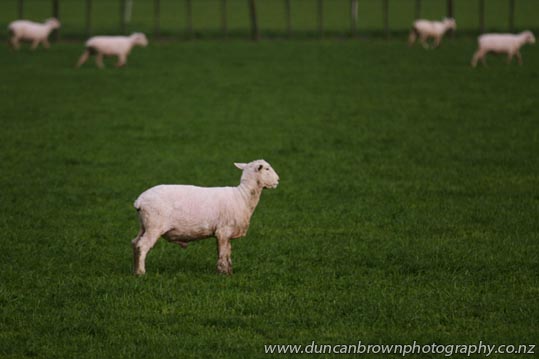 Shorn sheep set to spring into summer photograph