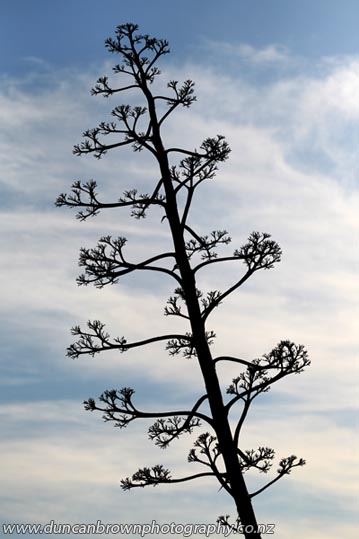 Tall, skinny tree photograph